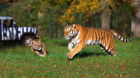 Animal Park Stagione 24