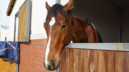 Horse Transport by Air, Chess Sets, Food Photography (2019) - Episode 4 poster and promotional image