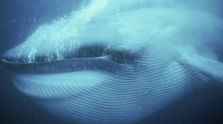 Ocean Giants: Voices of the Sea (2012) - Episode 10 poster and promotional image