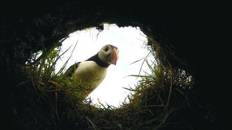 Episode 213 (2016) - Episode 213 poster and promotional image