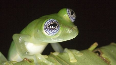 Frogs: The Thin Green Line (2009) - Episode 10 poster and promotional image