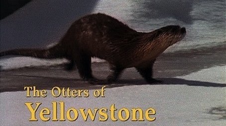 The Otters of Yellowstone (1998) - Episode 18 poster and promotional image