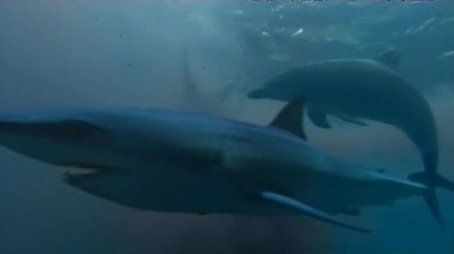 Saved By Dolphins (2008) - Episode 6 poster and promotional image
