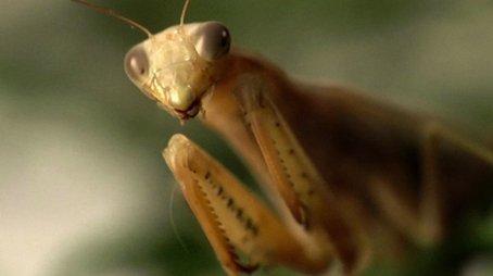 Aliens and Insects (2014) - Episode 7 poster and promotional image