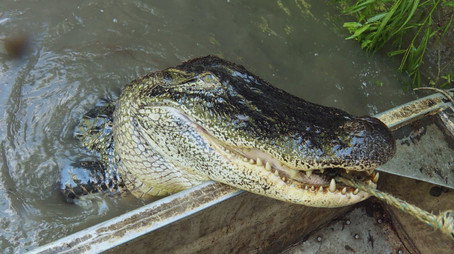 Swamp People Сезон 15
