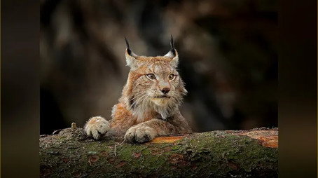 Just Animals Сезон 2
