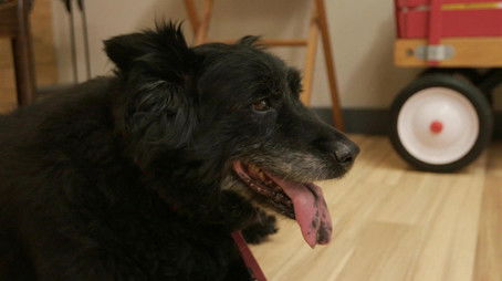 Paws and Claws (2020) - Episode 5 poster and promotional image