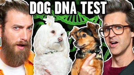 Link Is Shocked By Dog DNA Results (2023) - Episode 4 poster and promotional image