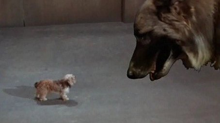 Every Dog Needs a Boy (1969) - Episode 8 poster and promotional image