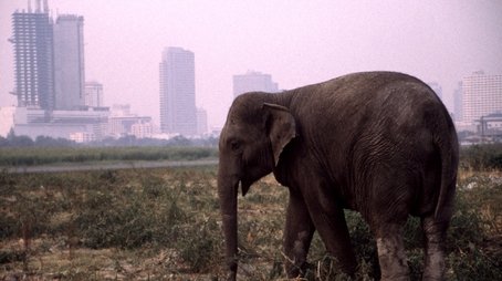The Urban Elephant (2000) - Episode 4 poster and promotional image