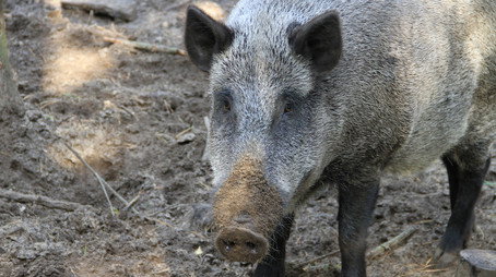 The Invaders Sezóna 1