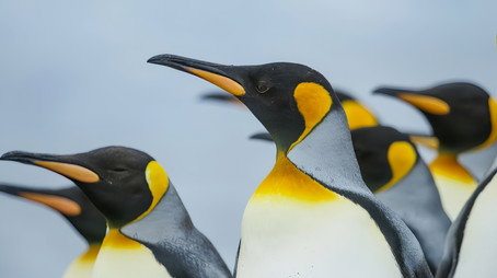 Frozen Planet II Сезон 1