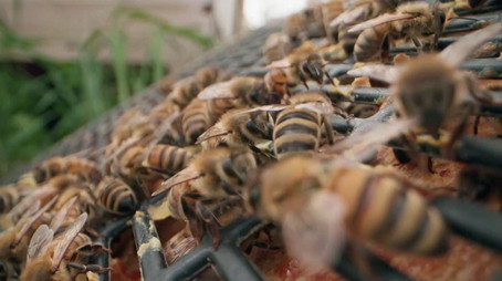 The Incredible Pol Farm Sezóna 1