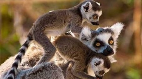 Madagascar: Land of Lemurs (2000) - Episode 7 poster and promotional image