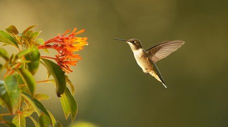 Super Hummingbirds (2016) - Episode 1 poster and promotional image