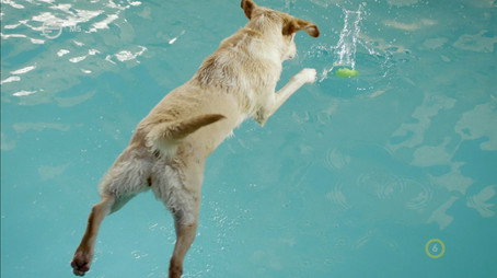 Secret Life of Dogs Stagione 1