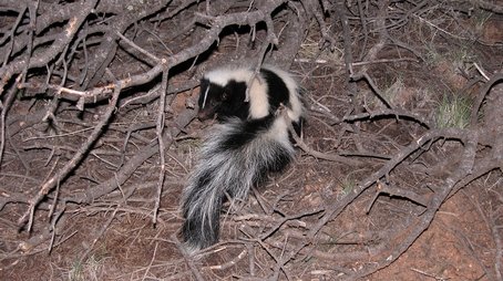 Is That Skunk? (2009) - Episode 6 poster and promotional image