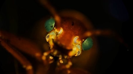 Creepy Crawly Close-Ups (2021) - Episode 15 poster and promotional image