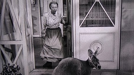 The Giant Jackrabbit (1964) - Episode 16 poster and promotional image