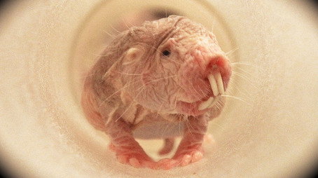 David Attenborough's Natural Curiosities Сезон 1