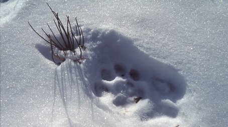 Silent Roar: Searching for the Snow Leopard (2005) - Episode 5 poster and promotional image