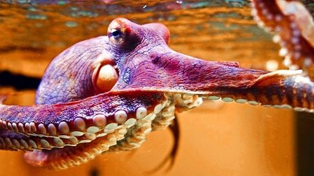The Octopus in My House (2019) - Episode 3 poster and promotional image
