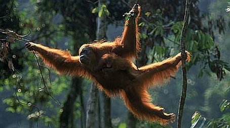 Orangutans: the High Society (1998) - Episode 5 poster and promotional image