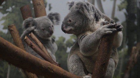 Secrets of the Zoo: Tampa Stagione 4