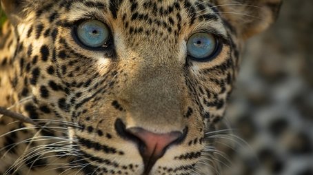 The Leopard Legacy (2021) - Episode 11 poster and promotional image