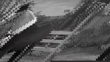 Ed the Zebra (1963) - Episode 23 poster and promotional image