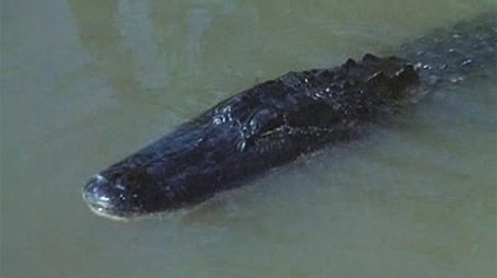 Alligator Duel (1966) - Episode 13 poster and promotional image