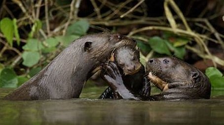 Giant Otters of the Amazon (2013) - Episode 9 poster and promotional image