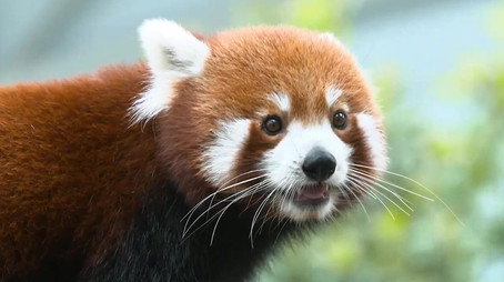 72 Dangerous Animals: Asia Сезон 1
