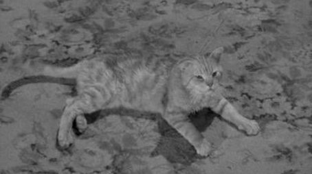 Miss Paisley's Cat (1957) - Episode 12 poster and promotional image