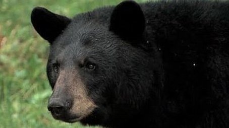 In the Company of Bears (1999) - Episode 4 poster and promotional image