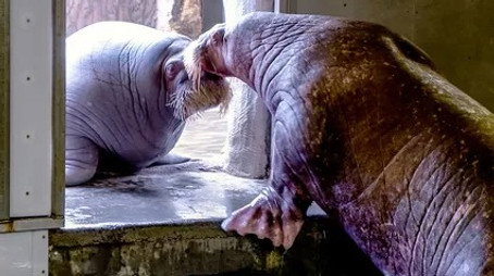 Expédition Pairi Daiza Sezóna 7
