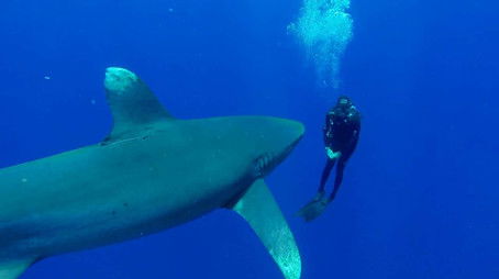 Deadliest Sharks (2016) - Episode 9 poster and promotional image