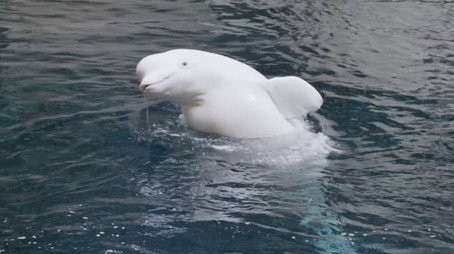 The Aquarium Stagione 2