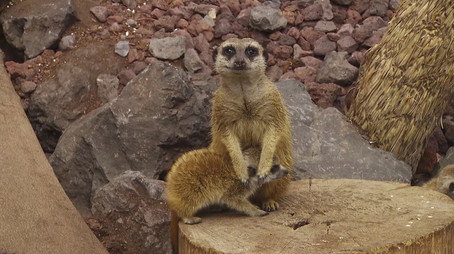 Expédition Pairi Daiza Сезон 10