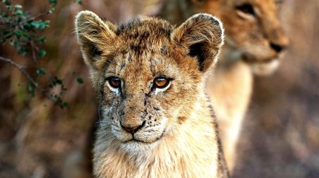A Baby Lion's Story (2021) - Episode 6 poster and promotional image