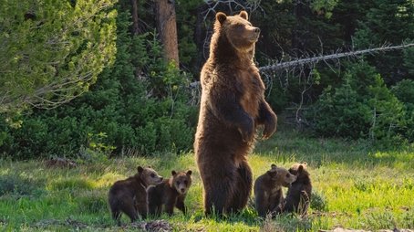 Grizzly 399: Queen of the Tetons (2024) - Episode 15 poster and promotional image