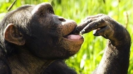 The Chimpcam Project (2010) - Episode 10 poster and promotional image