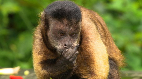 David Attenborough's Natural Curiosities Сезон 3