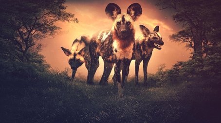 Nature's Fear Factor (2020) - Episode 13 poster and promotional image