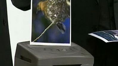 Endangered Species (2005) - Episode 11 poster and promotional image