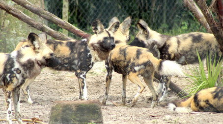 Secrets of the Zoo: Tampa Stagione 3