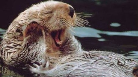 Otters in the Stream of Life (2000) - Episode 1 poster and promotional image