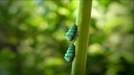 Caterpillars in Pairs (2007) - Episode 36 poster and promotional image
