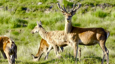 Wild Britain (2021) - Episode 42 poster and promotional image