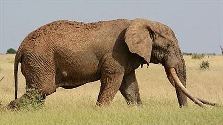 The Last Tusker (2001) - Episode 10 poster and promotional image